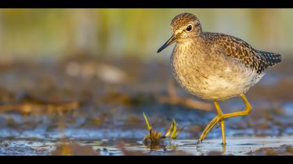 Orman düdükçünü » Wood Sandpiper » Tringa glareola