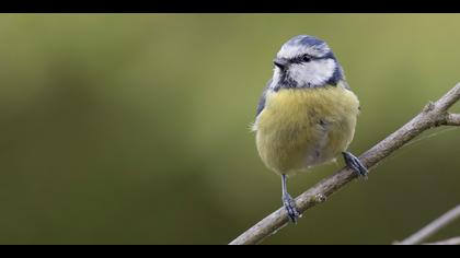 Mavi baştankara » Eurasian Blue Tit » Cyanistes caeruleus