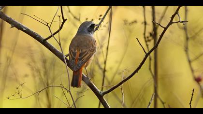 Kızılkuyruk » Common Redstart » Phoenicurus phoenicurus