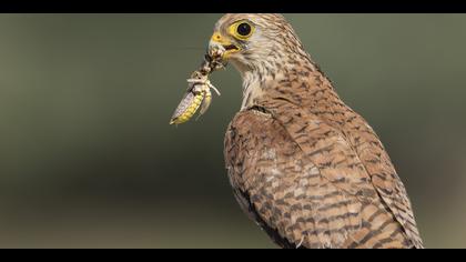 Küçük kerkenez » Lesser Kestrel » Falco naumanni