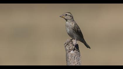 Kaya serçesi » Rock Sparrow » Petronia petronia