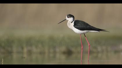 Uzunbacak » Black-winged Stilt » Himantopus himantopus