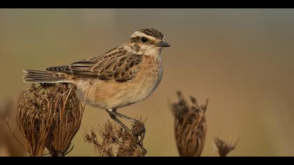 Çayır taşkuşu » Whinchat » Saxicola rubetra