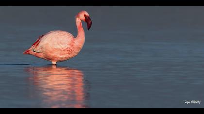 Küçük flamingo