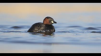 Küçük batağan » Little Grebe » Tachybaptus ruficollis