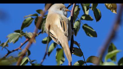 Bıyıklı baştankara » Bearded Reedling » Panurus biarmicus