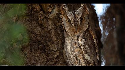 İshakkuşu » Eurasian Scops Owl » Otus scops