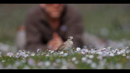 Dağ cılıbıtı » Eurasian Dotterel » Charadrius morinellus