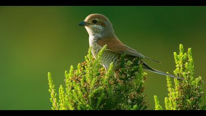 Kızılsırtlı örümcekkuşu » Red-backed Shrike » Lanius collurio