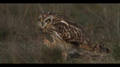 Kır baykuşu » Short-eared Owl » Asio flammeus