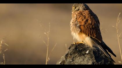 Kerkenez » Common Kestrel » Falco tinnunculus