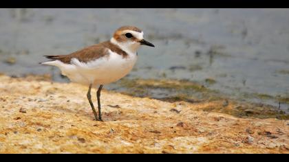 Akça cılıbıt » Kentish Plover » Charadrius alexandrinus