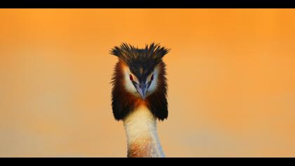 Bahri » Great Crested Grebe » Podiceps cristatus