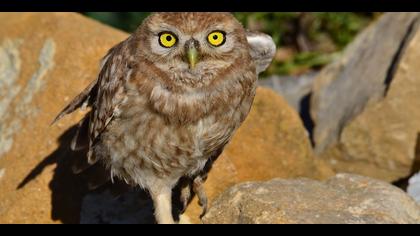 Kukumav » Little Owl » Athene noctua