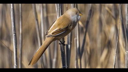 Bıyıklı baştankara » Bearded Reedling » Panurus biarmicus