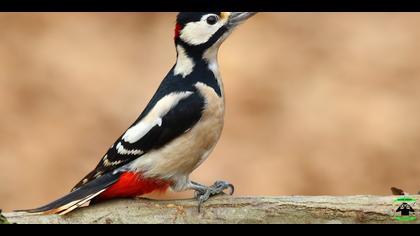 Orman alaca ağaçkakanı » Great Spotted Woodpecker » Dendrocopos major