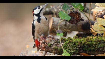 Orman alaca ağaçkakanı » Great Spotted Woodpecker » Dendrocopos major