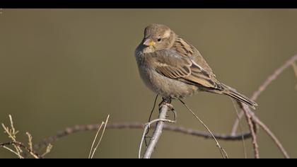 Serçe » House Sparrow » Passer domesticus