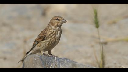 Ketenkuşu » Common Linnet » Linaria cannabina