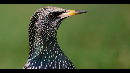 Sığırcık » Common Starling » Sturnus vulgaris