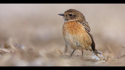 Taşkuşu » European Stonechat » Saxicola rubicola