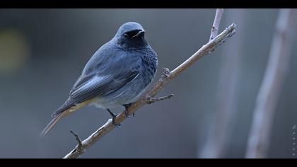 Kara kızılkuyruk » Black Redstart » Phoenicurus ochruros