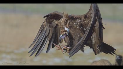 Kara akbaba » Cinereous Vulture » Aegypius monachus