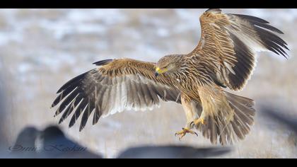 Şah kartal » Eastern Imperial Eagle » Aquila heliaca