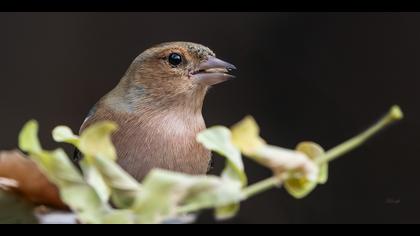 İspinoz » Common Chaffinch » Fringilla coelebs