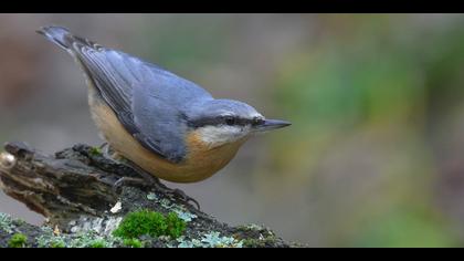 Sıvacı » Eurasian Nuthatch » Sitta europaea