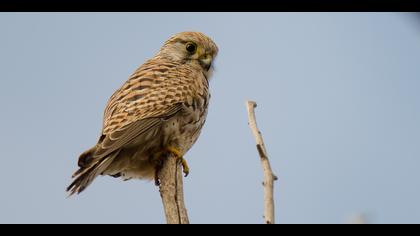 Küçük kerkenez » Lesser Kestrel » Falco naumanni