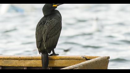 Tepeli karabatak » European Shag » Phalacrocorax aristotelis