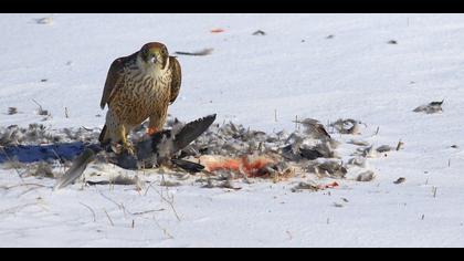 Gök doğan » Peregrine Falcon » Falco peregrinus