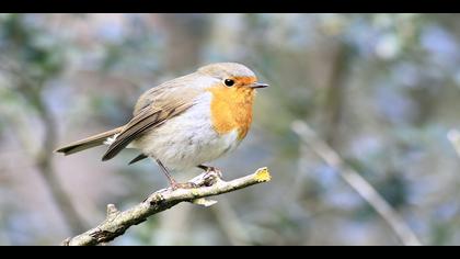 Kızılgerdan » European Robin » Erithacus rubecula