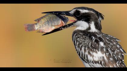 Alaca yalıçapkını » Pied Kingfisher » Ceryle rudis