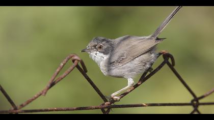 Maskeli ötleğen » Sardinian Warbler » Sylvia melanocephala