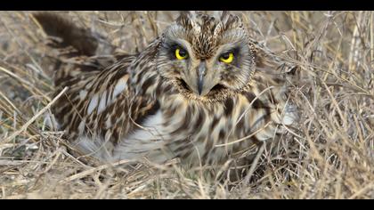 Kır baykuşu » Short-eared Owl » Asio flammeus