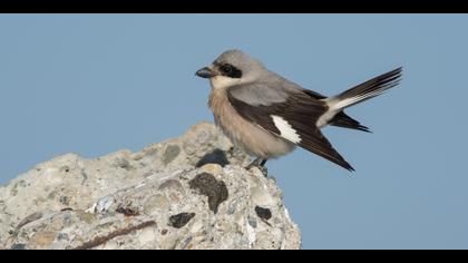 Karaalınlı örümcekkuşu » Lesser Grey Shrike » Lanius minor