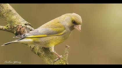 Florya » European Greenfinch » Chloris chloris