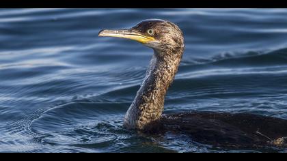 Tepeli karabatak » European Shag » Phalacrocorax aristotelis