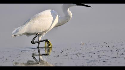 Küçük ak balıkçıl » Little Egret » Egretta garzetta