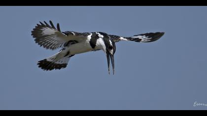 Alaca yalıçapkını » Pied Kingfisher » Ceryle rudis