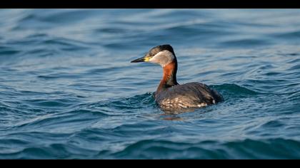 Kızılboyunlu batağan » Red-necked Grebe » Podiceps grisegena