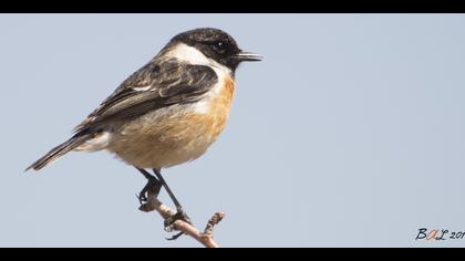 Taşkuşu » European Stonechat » Saxicola rubicola