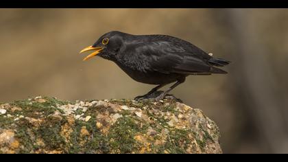 Karatavuk » Common Blackbird » Turdus merula