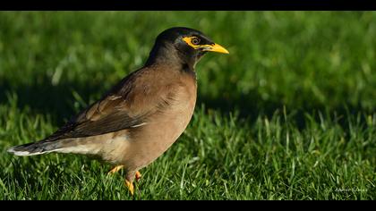 Çiğdeci » Common Myna » Acridotheres tristis