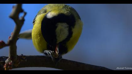 Büyük baştankara » Great Tit » Parus major