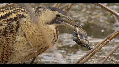 Balaban » Eurasian Bittern » Botaurus stellaris