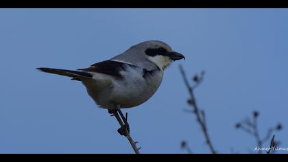 Büyük örümcekkuşu » Great Grey Shrike » Lanius excubitor