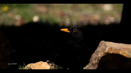 Karatavuk » Common Blackbird » Turdus merula